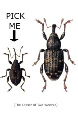 the-lesser-of-two-weevils.jpg